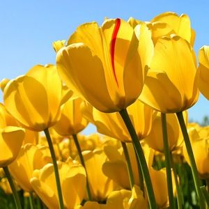 Meet your Posher, Charlissa